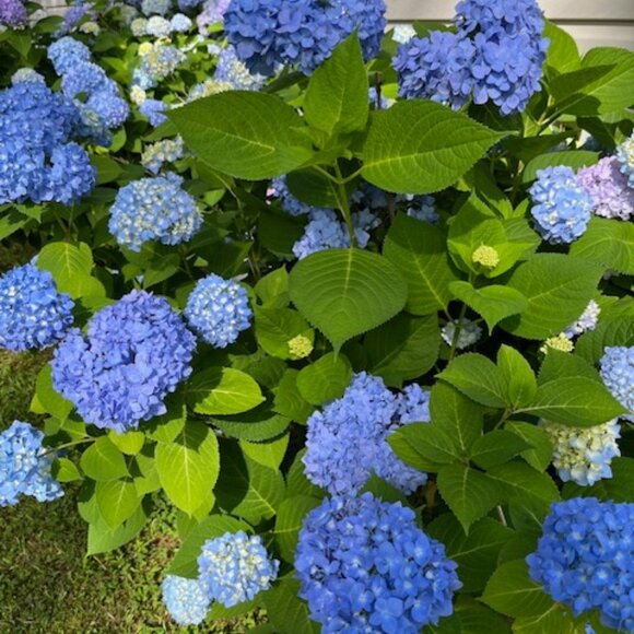 Five ⭐️ Seller - Fast Shipper! - Picture 11 of 15